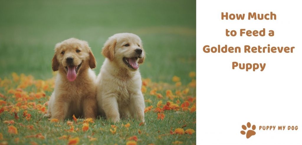 how much to feed a golden retriever puppy