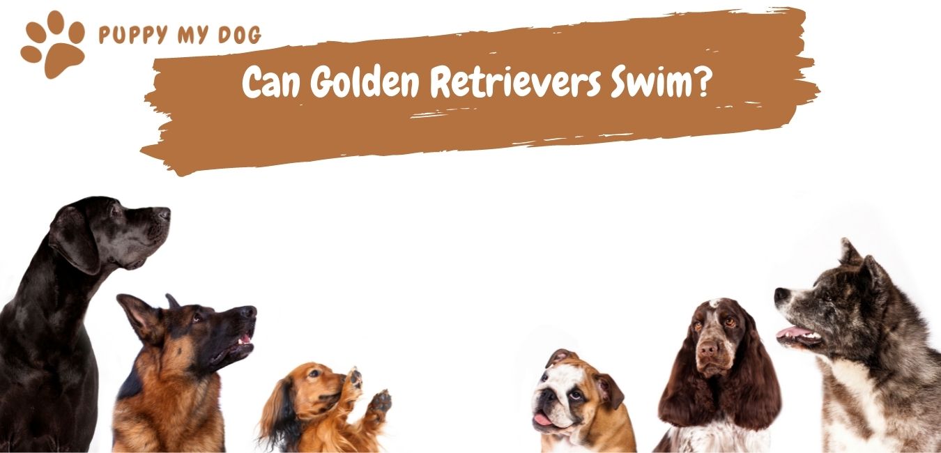 can golden retriever swim