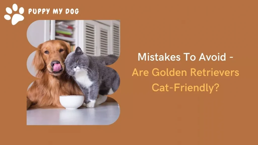 do golden retrievers like cats