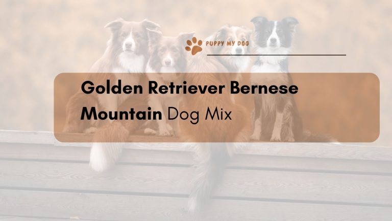 Golden Retriever Bernese Mountain Dog Mix