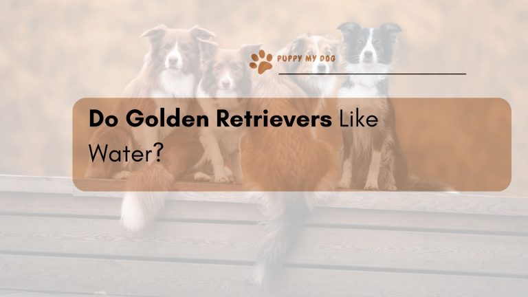 Do Golden Retrievers Like Water?