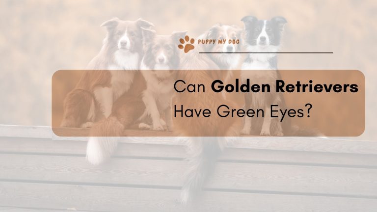 Can Golden Retrievers Have Green Eyes?