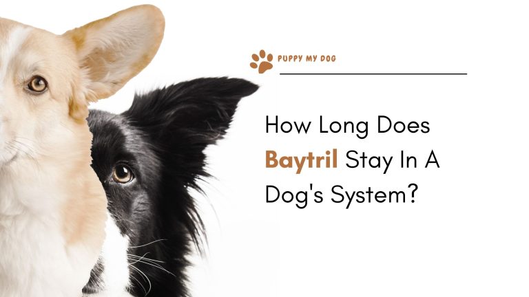 How Long Does Baytril Stay In A Dog’s System?