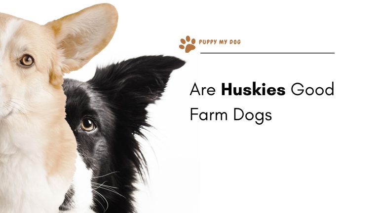 Are Huskies Good Farm Dogs? 8 Pros & Cons + 5 Tips