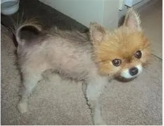 Fox Face Pomeranians Healthy: 4 Core Issues