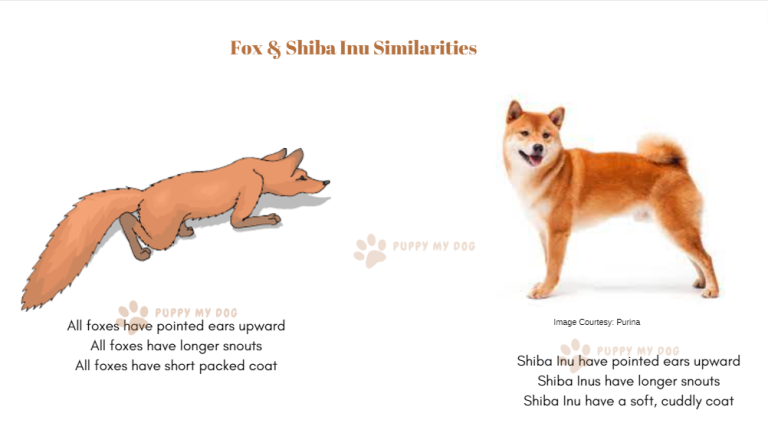 Are Shiba Inus Related To Foxes?