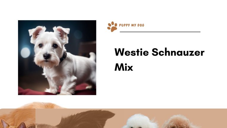 Westie Schnauzer Mix: 5 Pros & Cons + 5 Tips For Owners