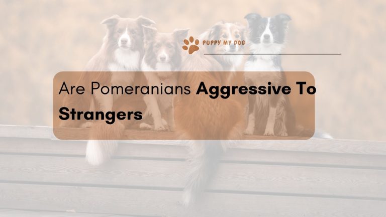 Are Pomeranians Aggressive To Strangers?