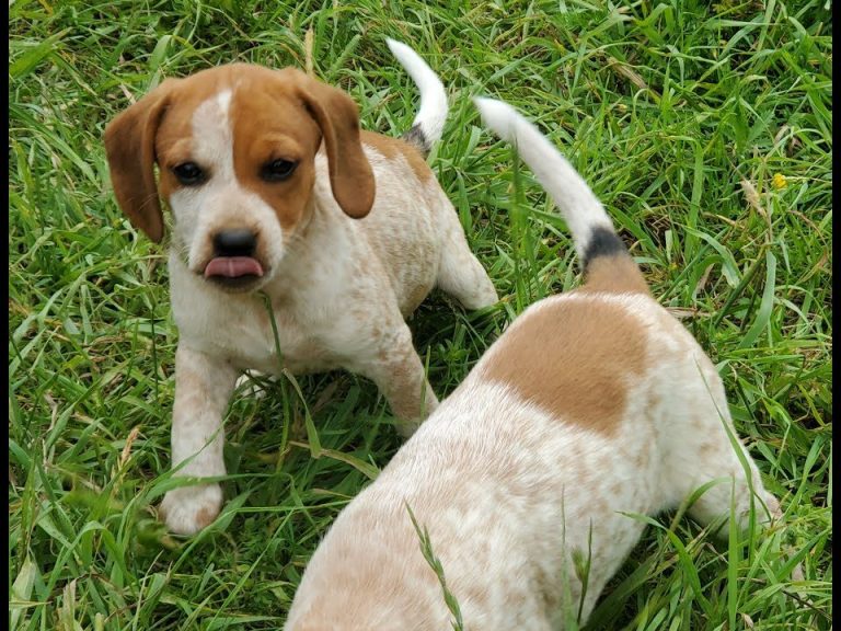 Red Tick Beagle: A Complete Guide