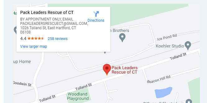5 Golden Retriever Rescue In Connecticut: All Info