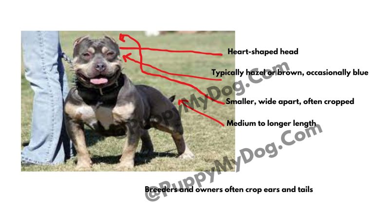 Teacup Pitbulls: Interesting Things To Know