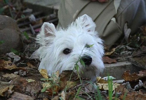 Westies Are Difficult For Grooming