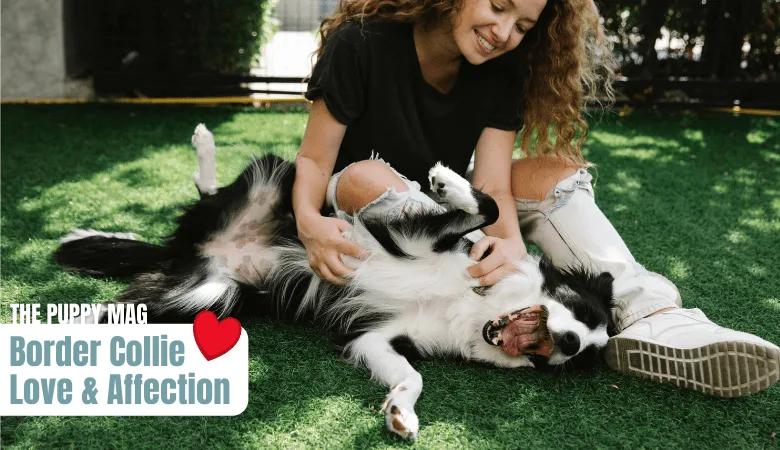 This picture is all about Border Collie and the owner's love and affectionate boding