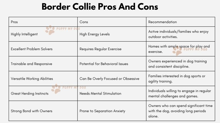 Border Collie: 7 Pros &7 Cons Real Examples