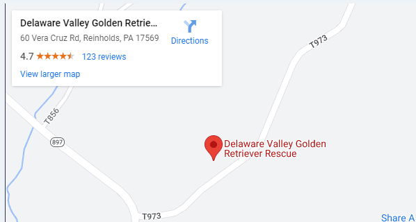 5 Golden Retriever Rescue In Delaware With Contact & Address
