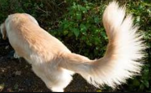 Why Your Golden Retriever's Tail Isn't Fluffyc