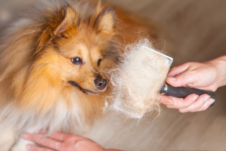 How To Prevent Pomeranian Shedding?